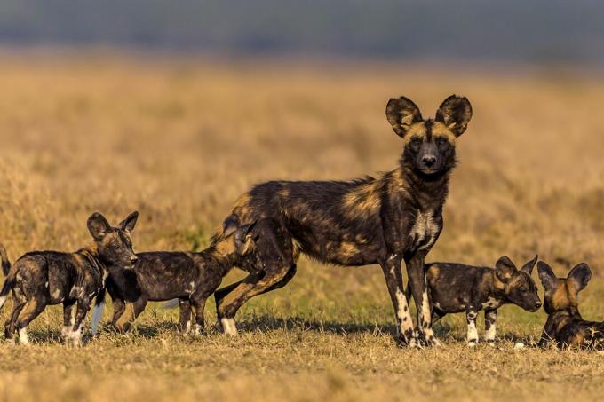 Le femmine proteggono i loro cuccioli dai predatori e dagli altri membri del branco, piuttosto che cacciare.