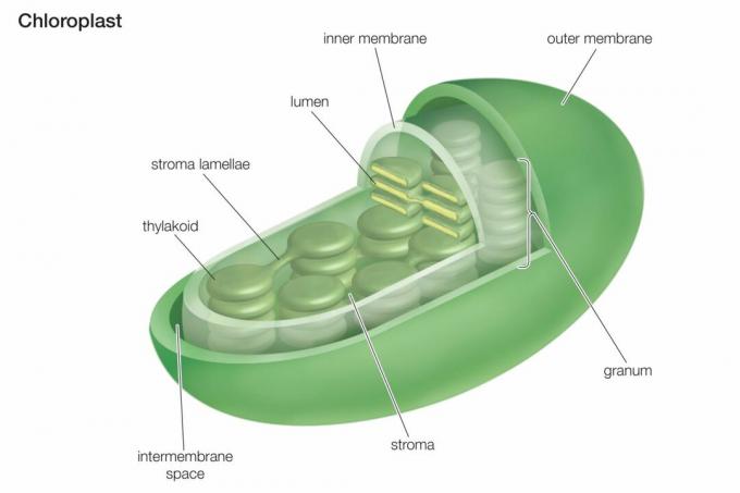 Sezione trasversale di un cloroplasto