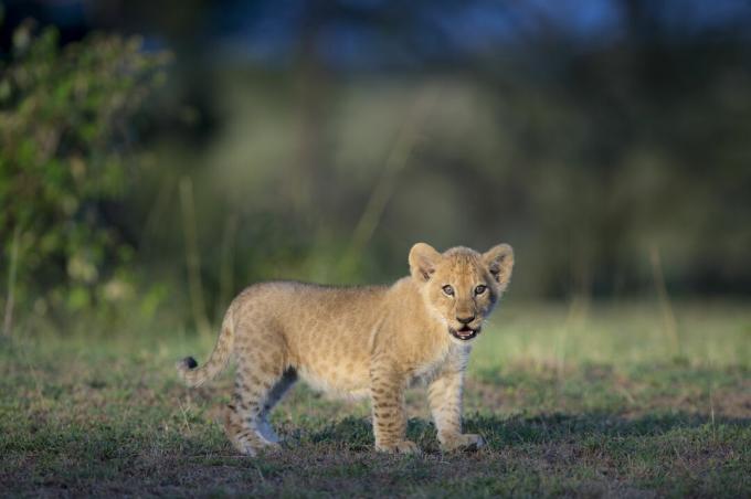 I cuccioli di leone vengono individuati.