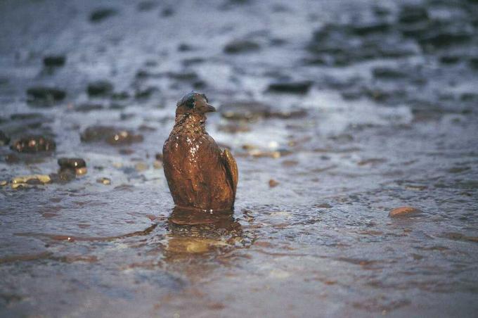 Oliato Guillimot After Empress Oil Spill, West Wales