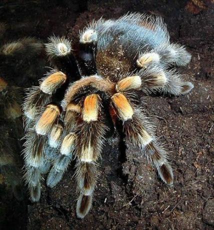 Tarantola messicana di Redknee (Brachypelma smithi)