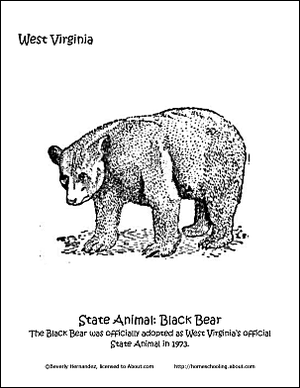 Orso nero della Virginia dell'Ovest.