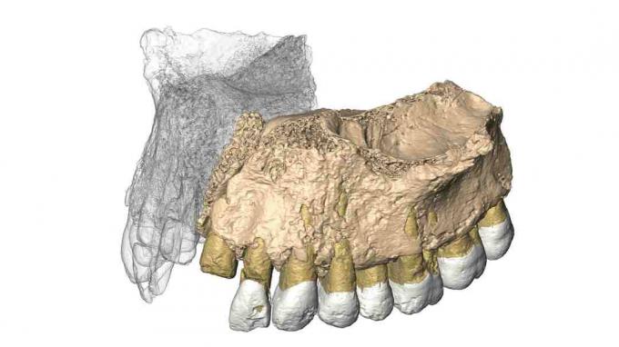 Maxilla Mislaya ricostruita