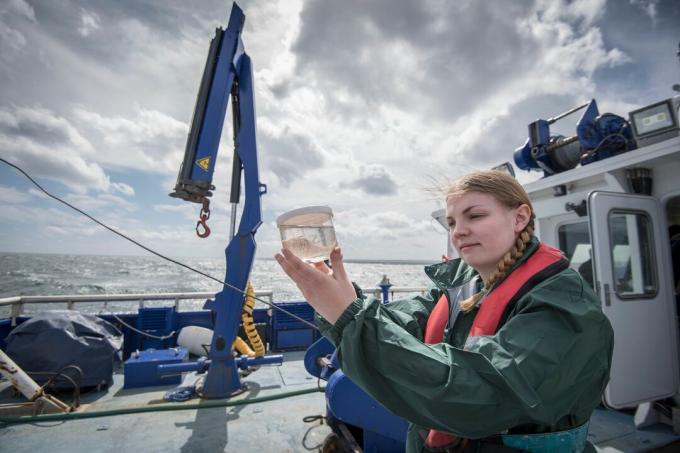 Scienziata che ispeziona campione di plancton sulla nave da ricerca