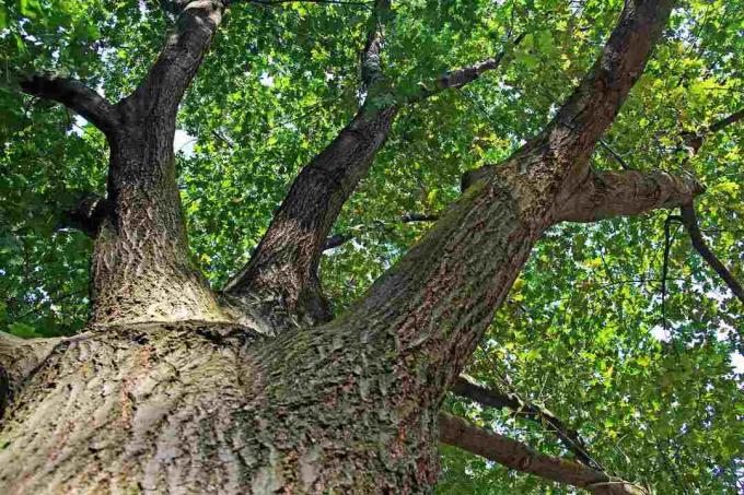 Quercia rossa del Nord