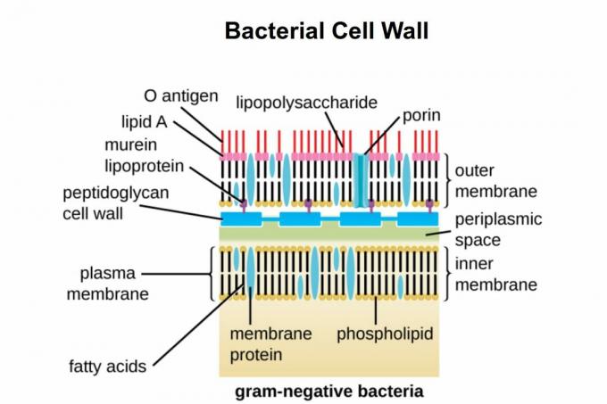 Gram negativo della parete cellulare