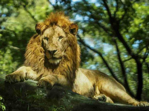 Il leone è una specie della famiglia dei felidi; è un gatto muscoloso, dal petto profondo con una testa corta e arrotondata, un collo ridotto e orecchie rotonde e un ciuffo peloso all'estremità della coda
