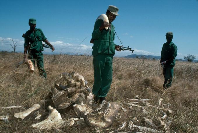 MIKUMI, TANZANIA - LUGLIO 1989: Park Rangers, che guadagna 70 dollari al mese con una zanna di elefante confiscata in avorio del valore di 2.700 dollari USA, al Parco Nazionale di Mikumi, in Tanzania. I ranger si trovano accanto ai resti di un elefante di toro ucciso dai bracconieri.