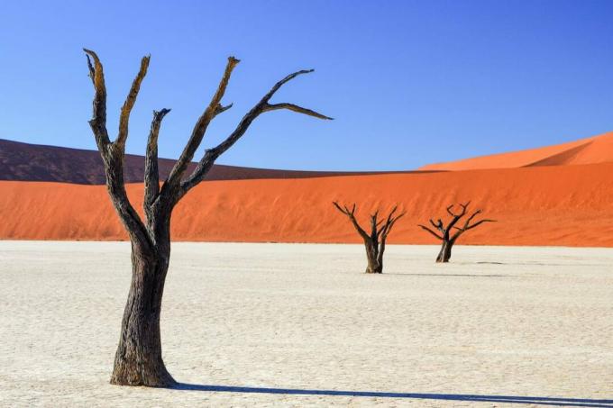 Deserto di Vlei Namib morto