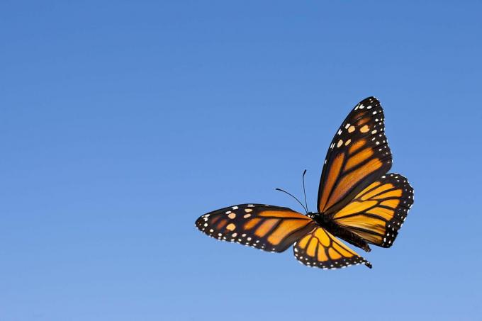 Farfalla monarca nel cielo.