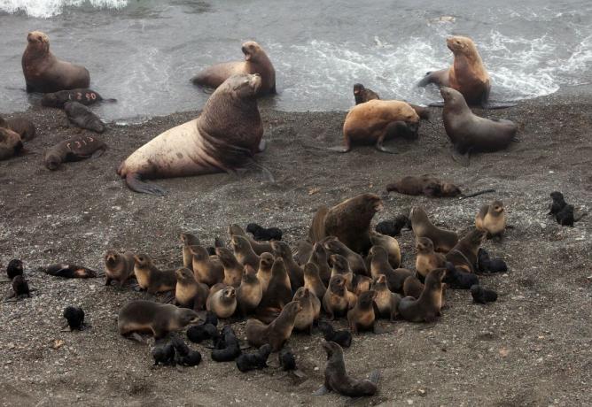 Miscela di maschi di leoni marini di Steller (creature più grandi e pallide) e foche del nord, oltre a cuccioli e femmine di entrambe le specie.