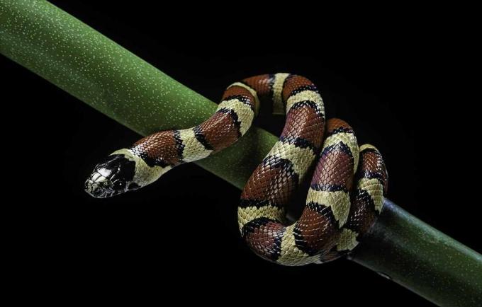 Kingsnake messicano