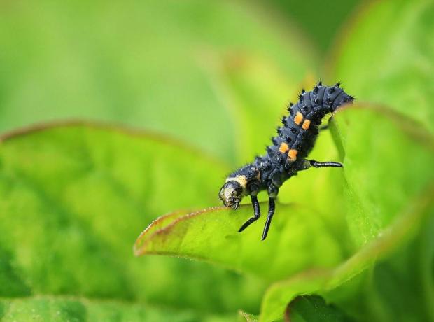 Fase larvale di una coccinella a 2 punti (Adalia bipunctata) che mangia una foglia