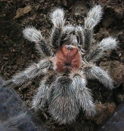 Tarantola Rosa Cilena (Grammostola rosea)