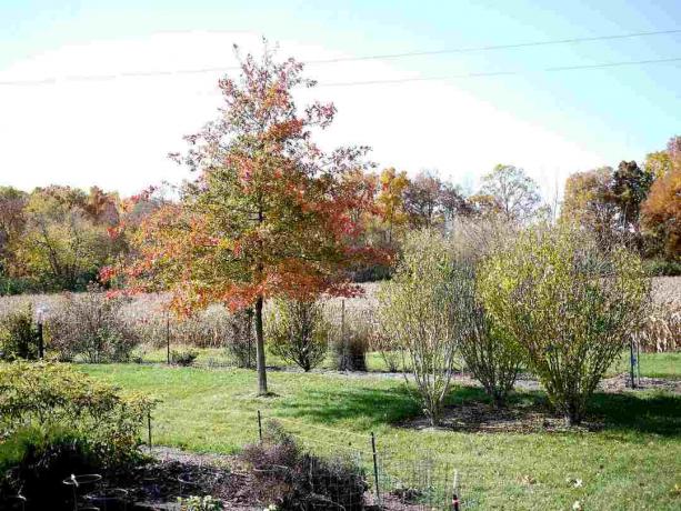 Shumard Oak Tree