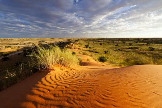 Deserto del Kalahari