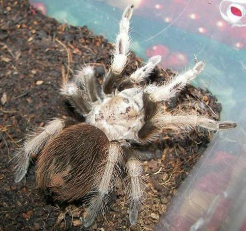 Tarantola bionda del deserto (Aphonopelma chalcodes)