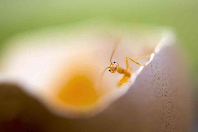 piccola formica rossa solitaria carina