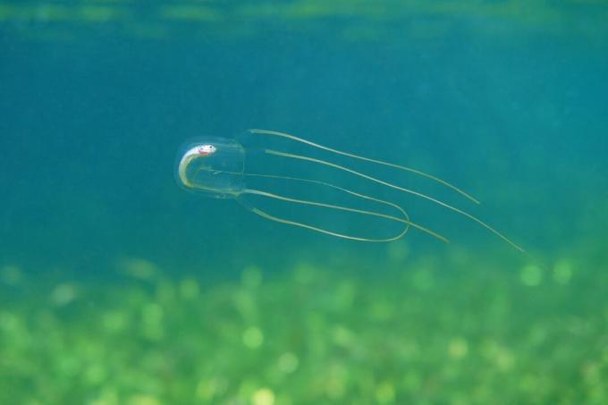 Box meduse con pesci morti nel suo stomaco