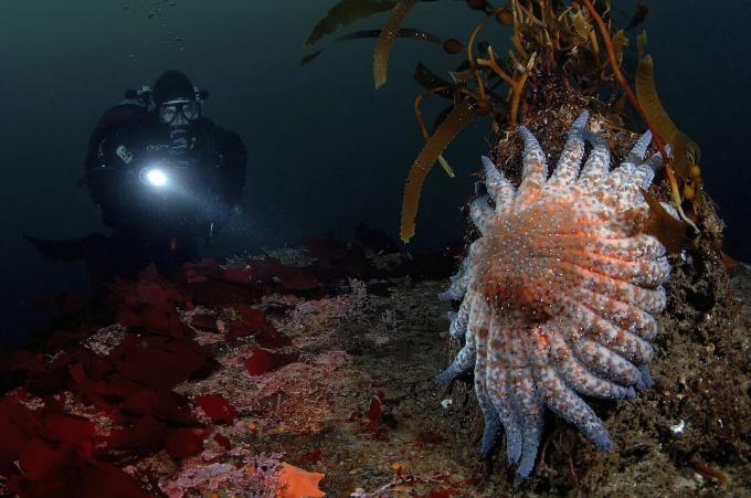 Diver and Sun Star, Crossaster sp., Monterey Bay, California, USA