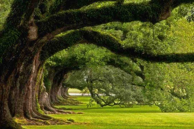 Preso a Oak Alley Plantation