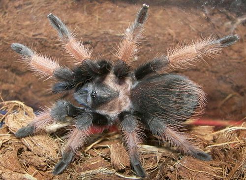 Tarantola Redleg messicana (Brachypelma emilia)