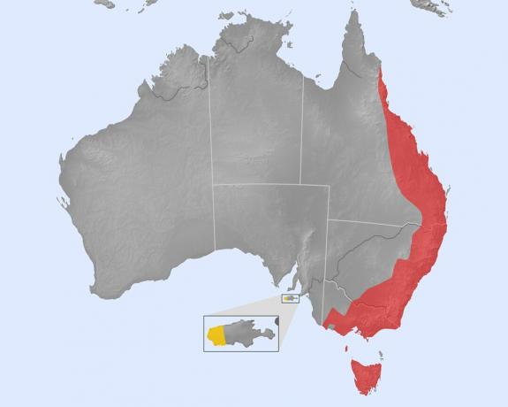 Distribuzione dell'ornitorinco (rosso: nativo; giallo: introdotto)