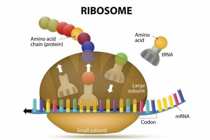 Sintesi di ribosomi e proteine