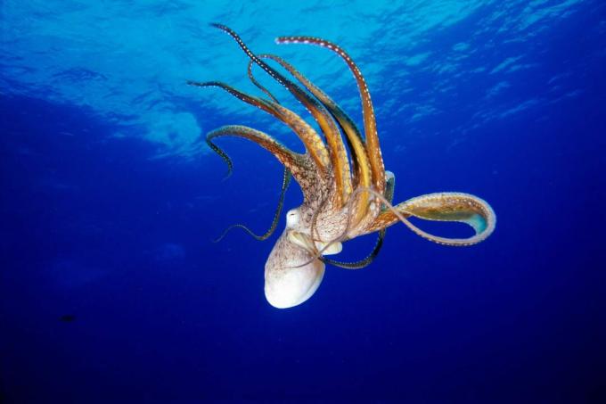 Polpo (Octopus cyanea), Hawaii / Fleetham Dave / Prospettive / Getty Images