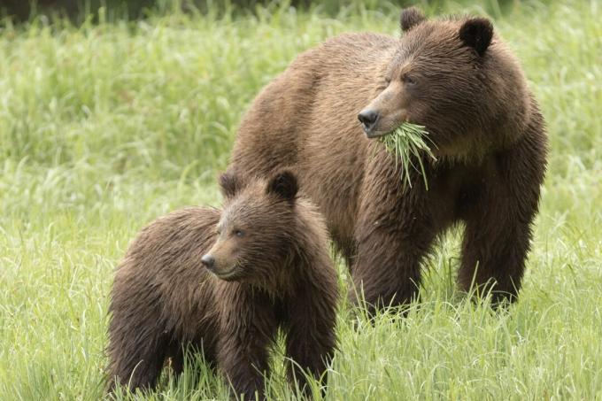 Gli orsi grizzly mangiano erba e carne.