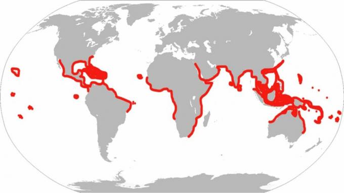 Questa è la storica gamma di raggi d'aquila macchiati. Secondo la classificazione moderna, il pesce risiede solo nell'Atlantico, nei Caraibi e nel Golfo.