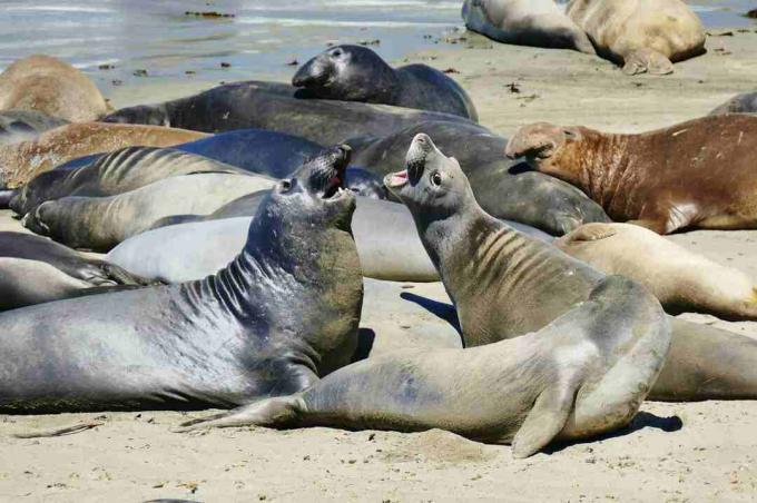 Elefante marino a San Simeon