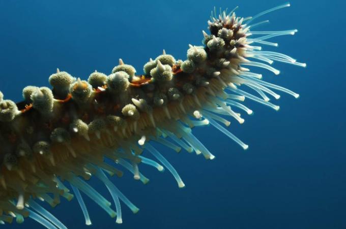 Piedi della metropolitana di stelle marine spinose / Borut Furlan / Getty Images