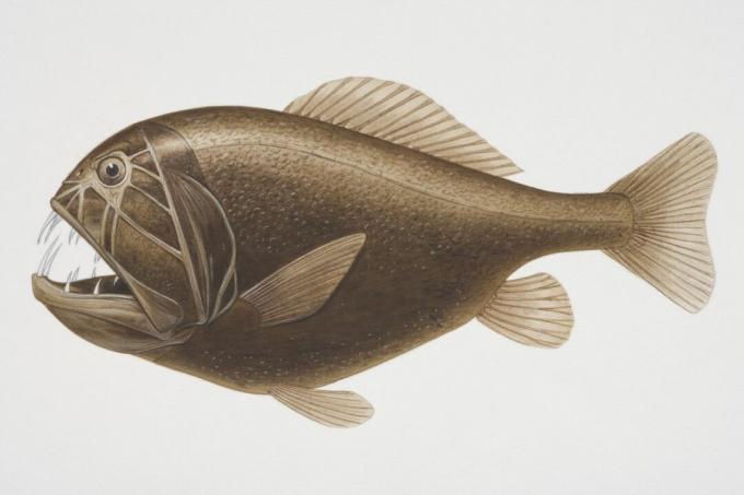 Pesce Fangtooth