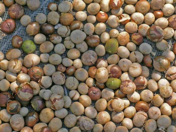 Noci di Brosimum alicastrum (ramon, breadnut) che vengono seccate al sole