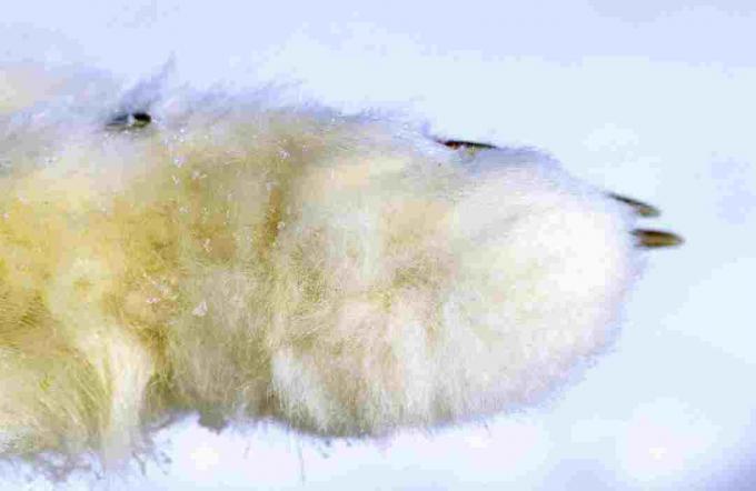 Una volpe artica ha una folta pelliccia che copre la pianta dei suoi piedi.
