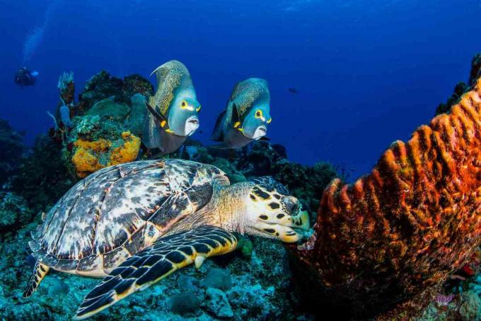 Tartaruga di pesce angelo e falco falco francese