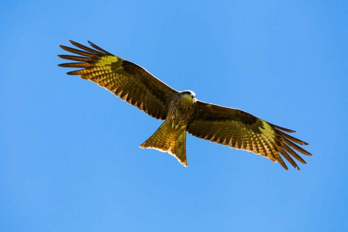 Aquila reale contro il cielo blu