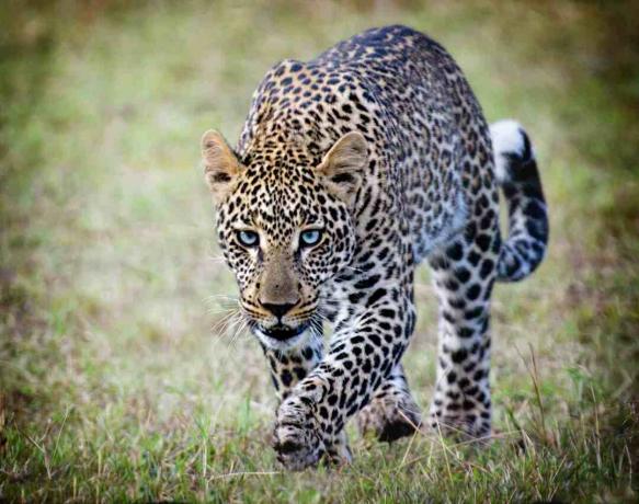 Leopardo macchiato che cammina nell'erba.