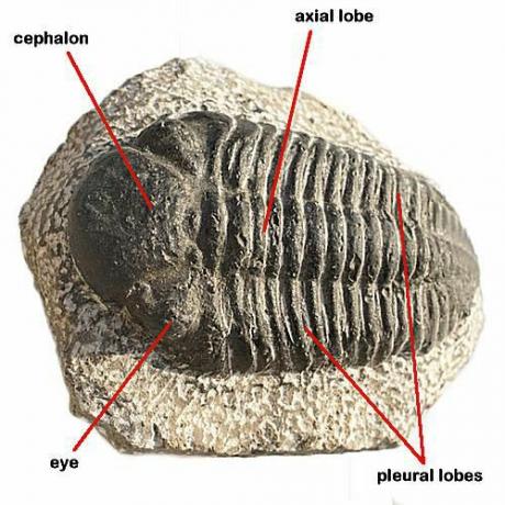 I trilobiti esistono come fossili solo oggi, essendosi estinti alla fine del periodo Permiano.