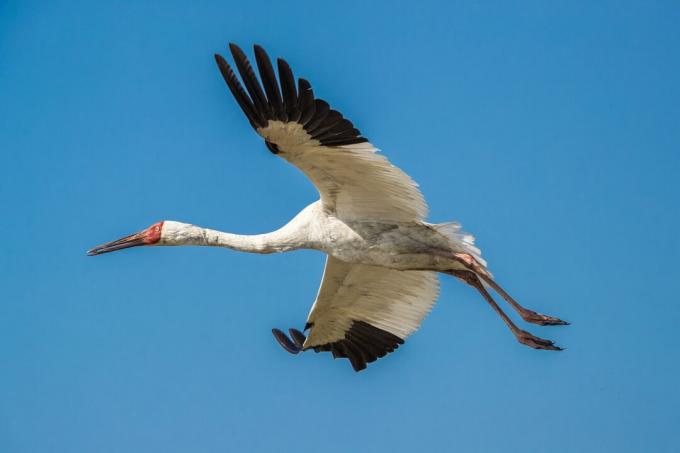 Gru siberiana (Grus leucogeranus) in volo