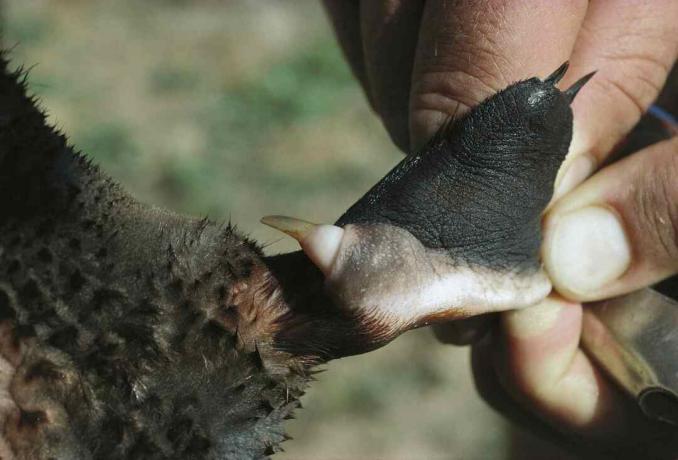 L'ornitorinco maschio ha uno sperone velenoso sull'arto posteriore.