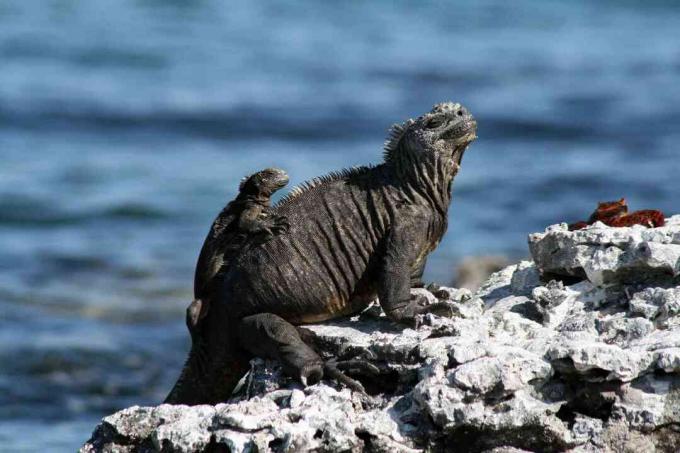 Iguana marina per adulti e giovani