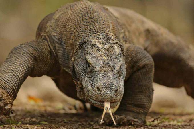 Fine del ritratto del drago di Komodo in su - isola di Komodo, Indonesia