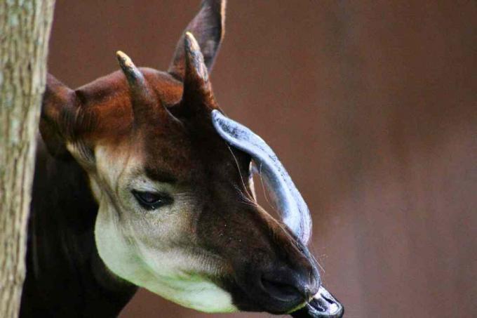 Okapi maschio