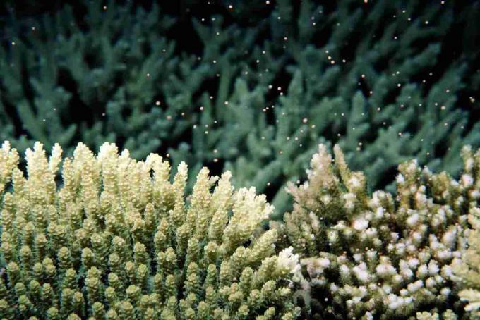 Generazione di coralli a controllo lunare (Acropora sp.), Vista subacquea