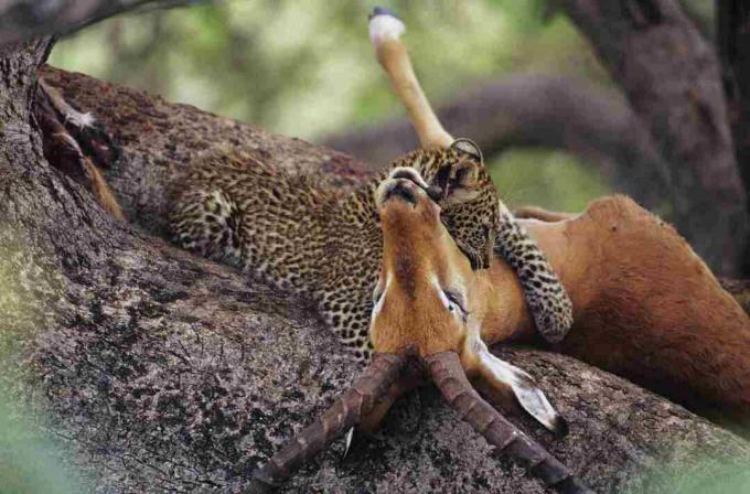 Leopardo (panthera pardus) che mangia carogna in albero, Kenya