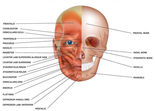 Ossa e muscoli del cranio