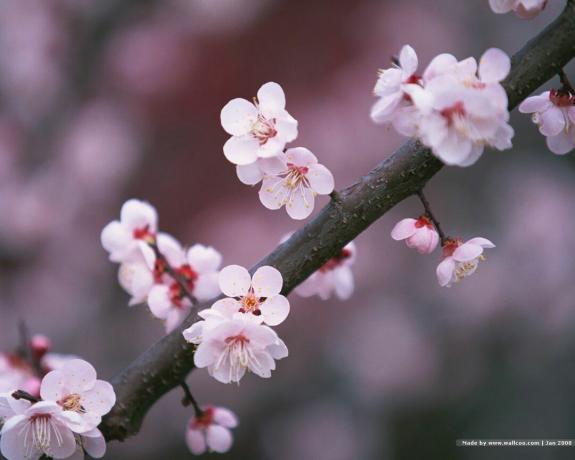 Fiori di ciliegia giapponesi su un ramo