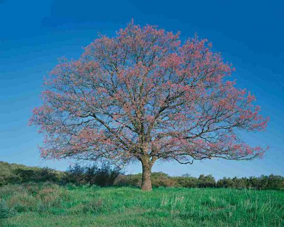 Quercia nera (quercus kelloggii) nel campo, molla